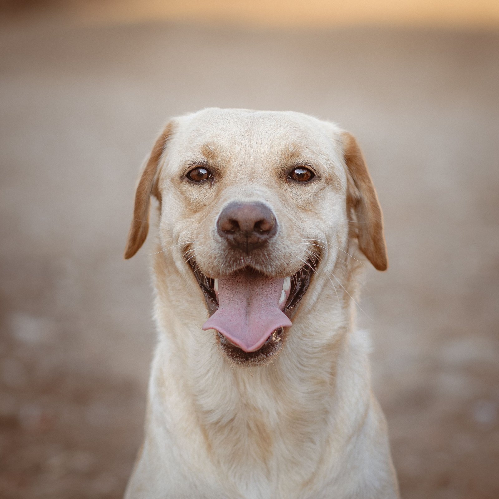 Perro de manto corto y liso, como un Labrador