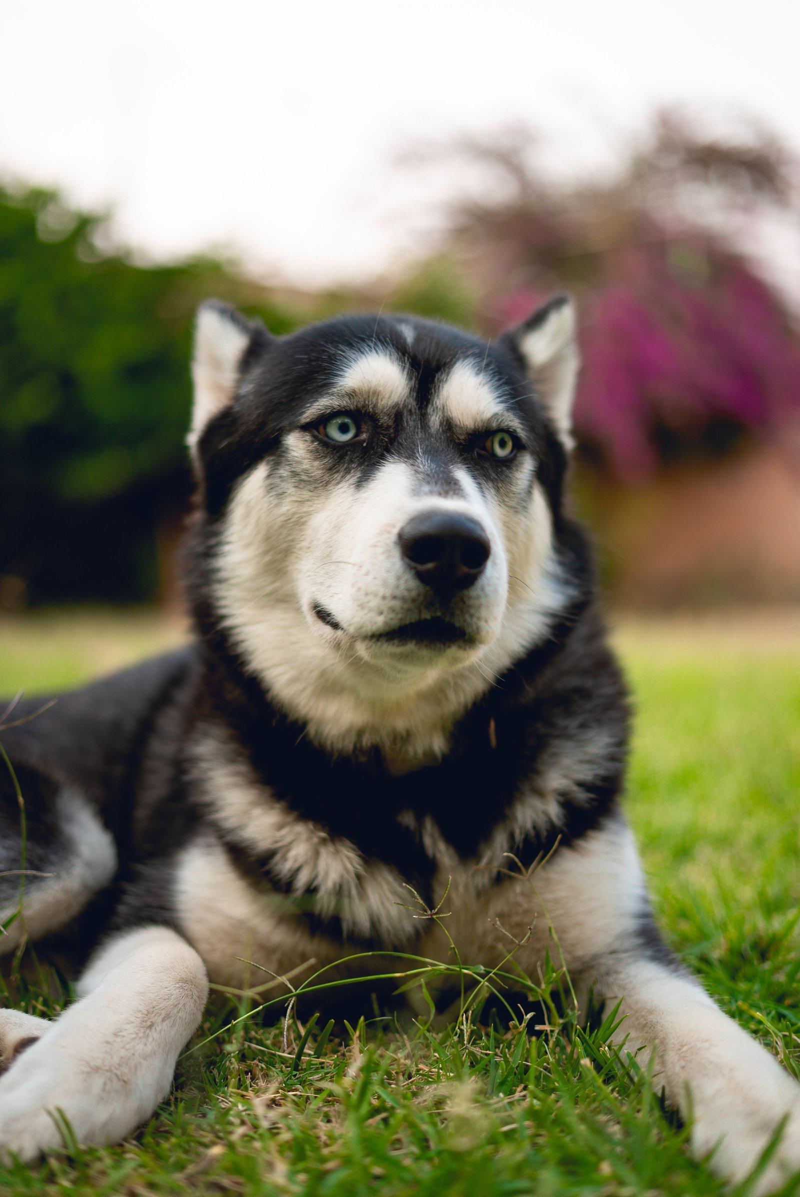 Perro de manto doble y denso, como un Husky Siberiano