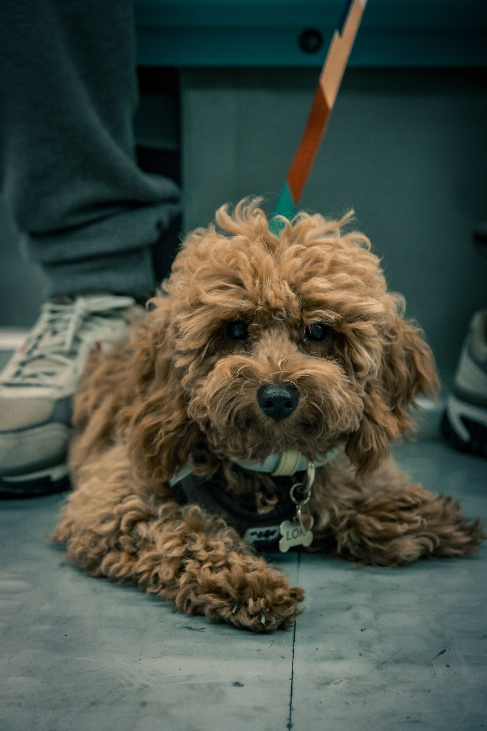 Perro de manto rizado y lanudo, como un Poodle